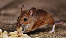 24 Hour & Emergency Exterminators in Ringoes, NJ